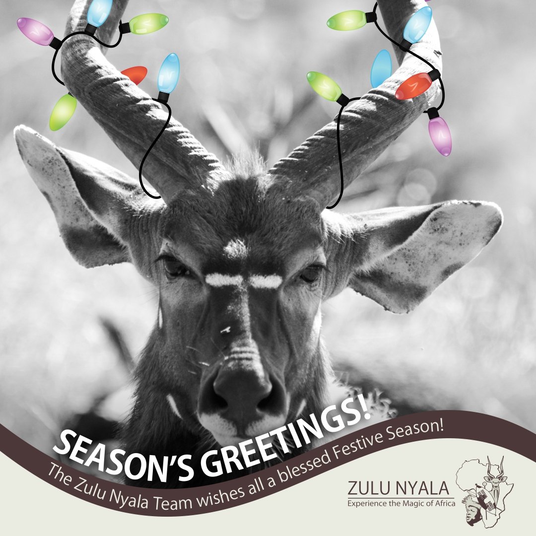 #MerryChristmas from #zulunyala
❤️💚❤️
facebook.com/10006375018446…

ZULUNYALA.CO.ZA 
.
.
#Christmas2023
#ChristmasWishes