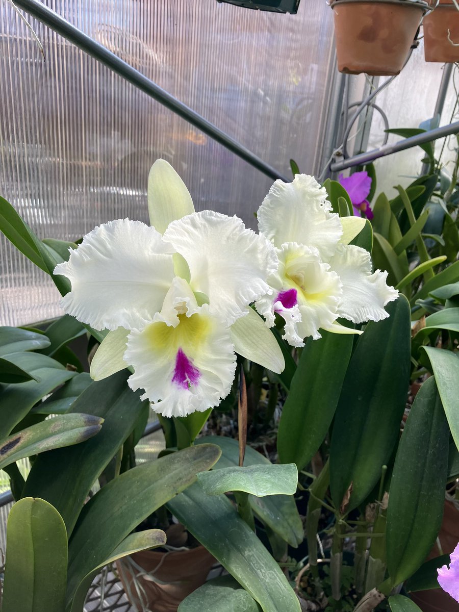 #C. Gila Wilderness 'Nippon Treasure' #Rlc. Liou Hope 'Nan Chyou' サンタ🎅さん色のカトレアが咲いてくれました♪ #orchids #蘭 #ご蘭なさい