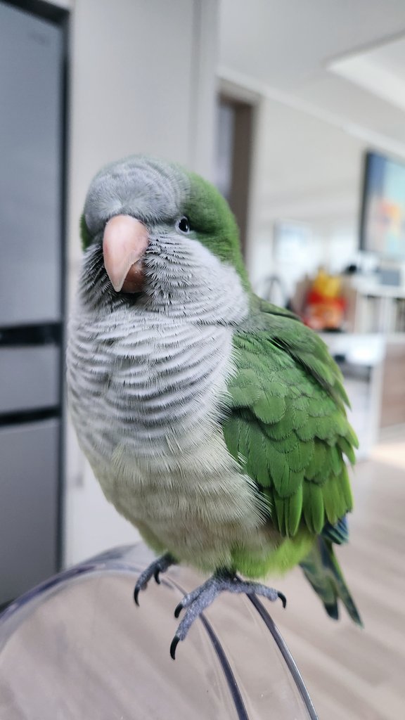 뽀리 크롱스마스
(참고로 크롱이는 트리 근처에 가는 것조차 거부하였습니다)