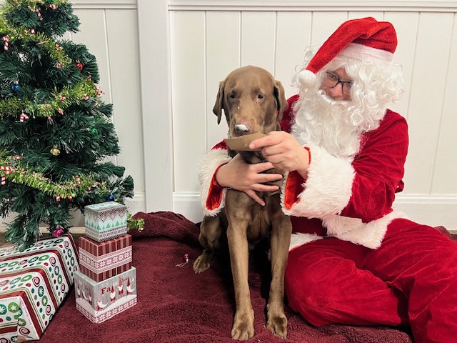 Canine To Five tweet media