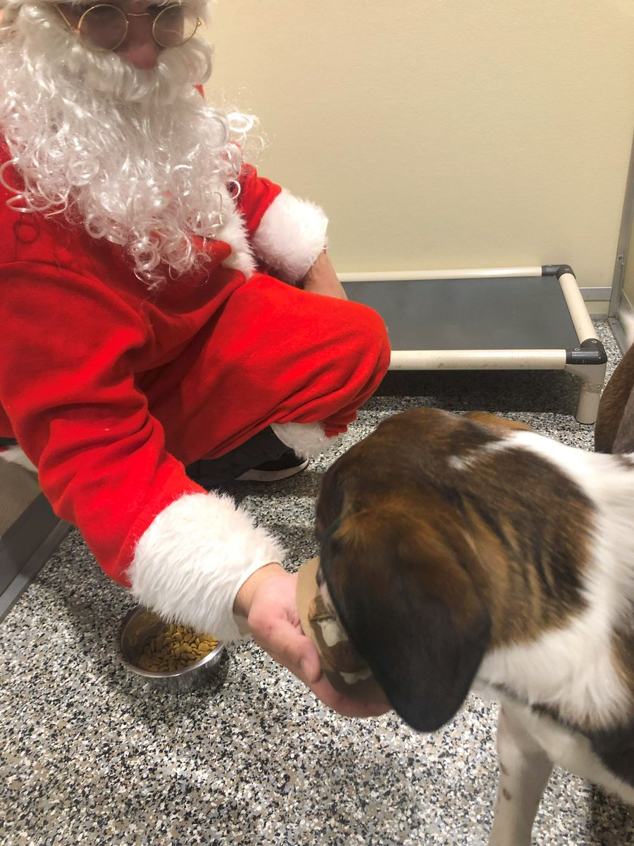 Canine To Five tweet media