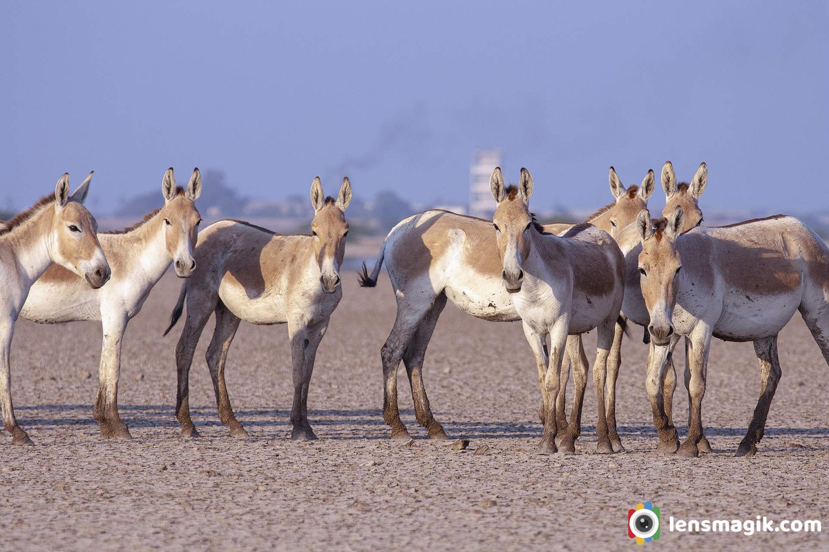 np_photographer's tweet photo. Indian Wild Ass https://t.co/URvJfhygGe Little Rann of Kutch #Indianwildass #wildasssanctuary #littlerannofkutch #mammals #aboutwildass #wildasss #gudkhar #khur #factsaboutwildass #wildlifeGujarat #wildlifephotography #BBCWildlifePOTD https://t.co/Tlx4Ayqh0w