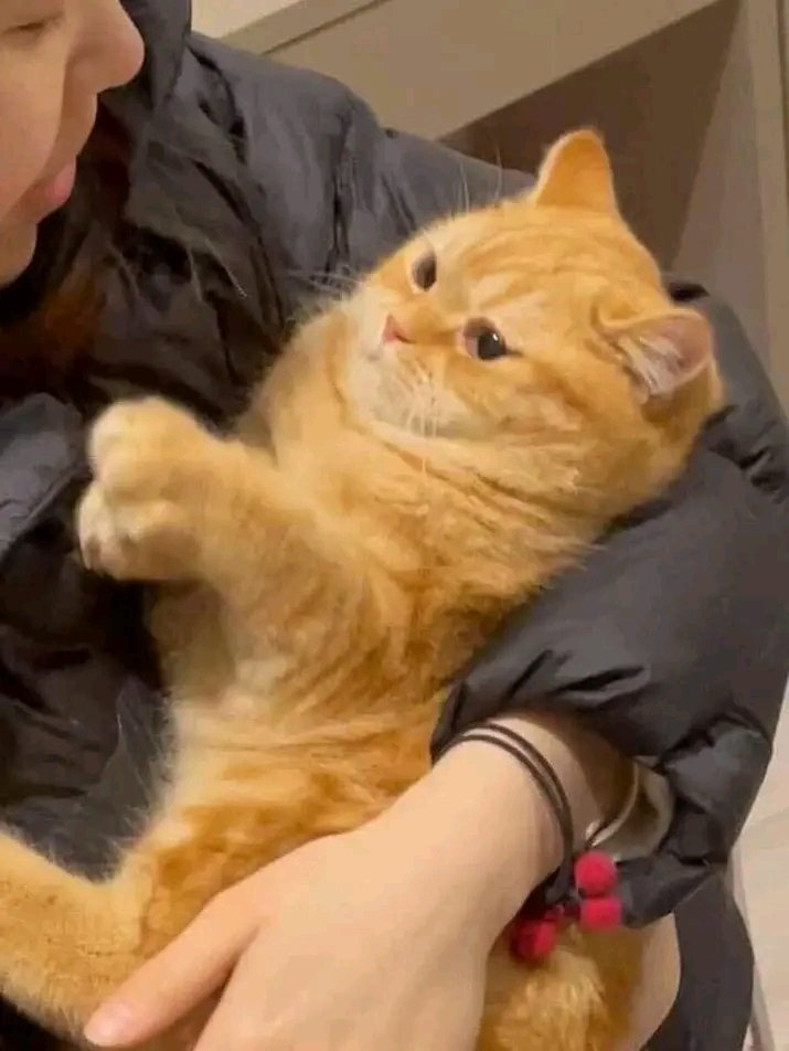 No Context Cats tweet media