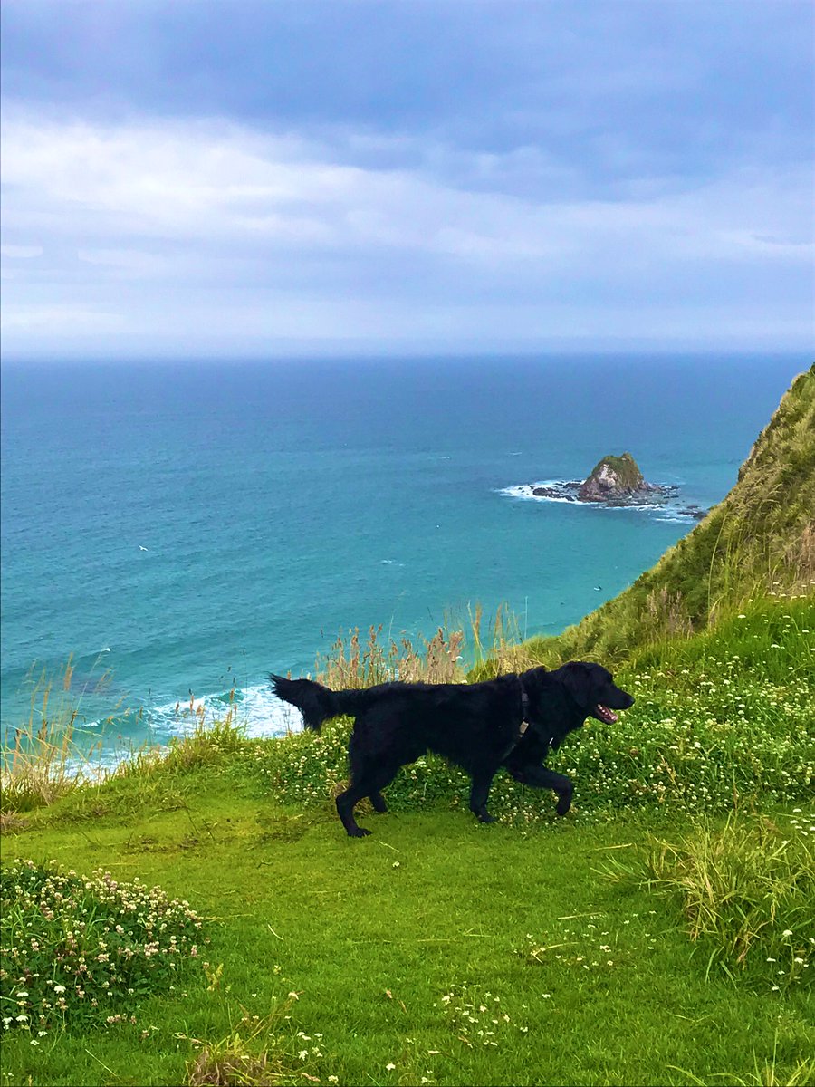 Vianne Max. 🐉🦊🐝 tweet media