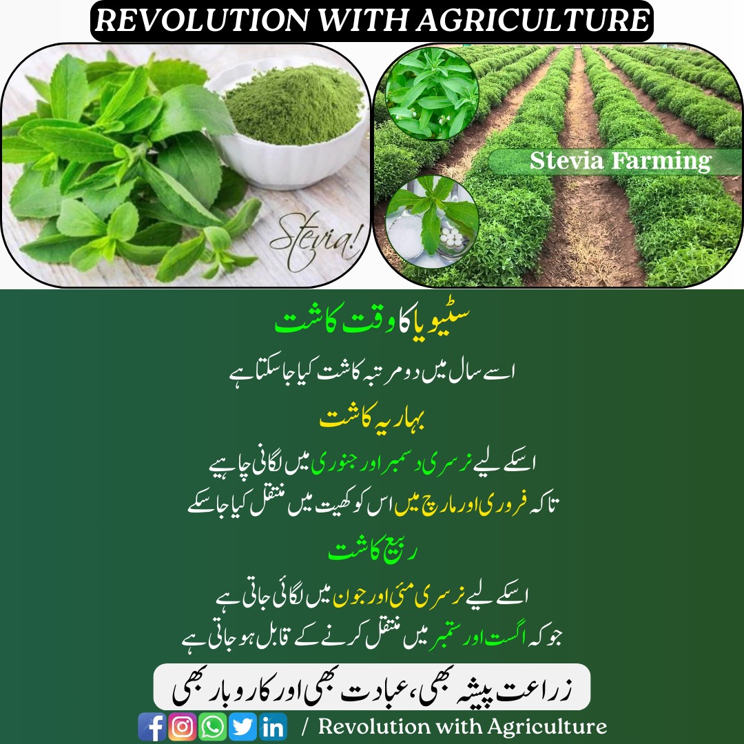 سٹیویا کا وقت کاشت:
#Revolution_with_Agriculture #agriculture #farmer #digitalagriculture #farming #sowing #crops #stevia #SteviaSweetener #NaturalSweetener #SteviaLife #sugarfree #steviaplant #ZeroCalorie