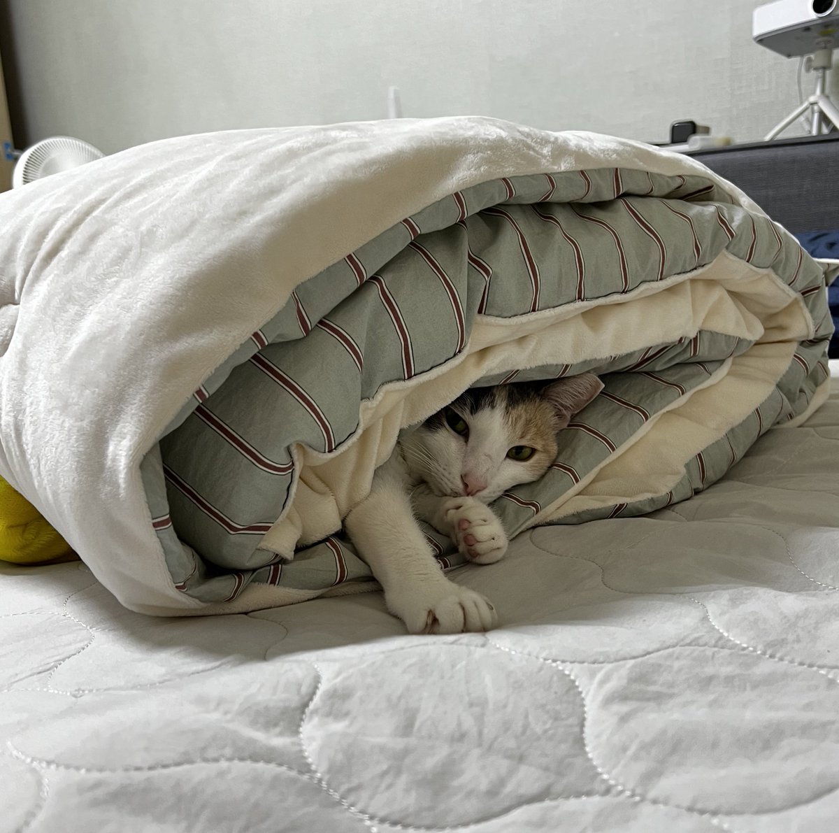 에옹이 롤케이크