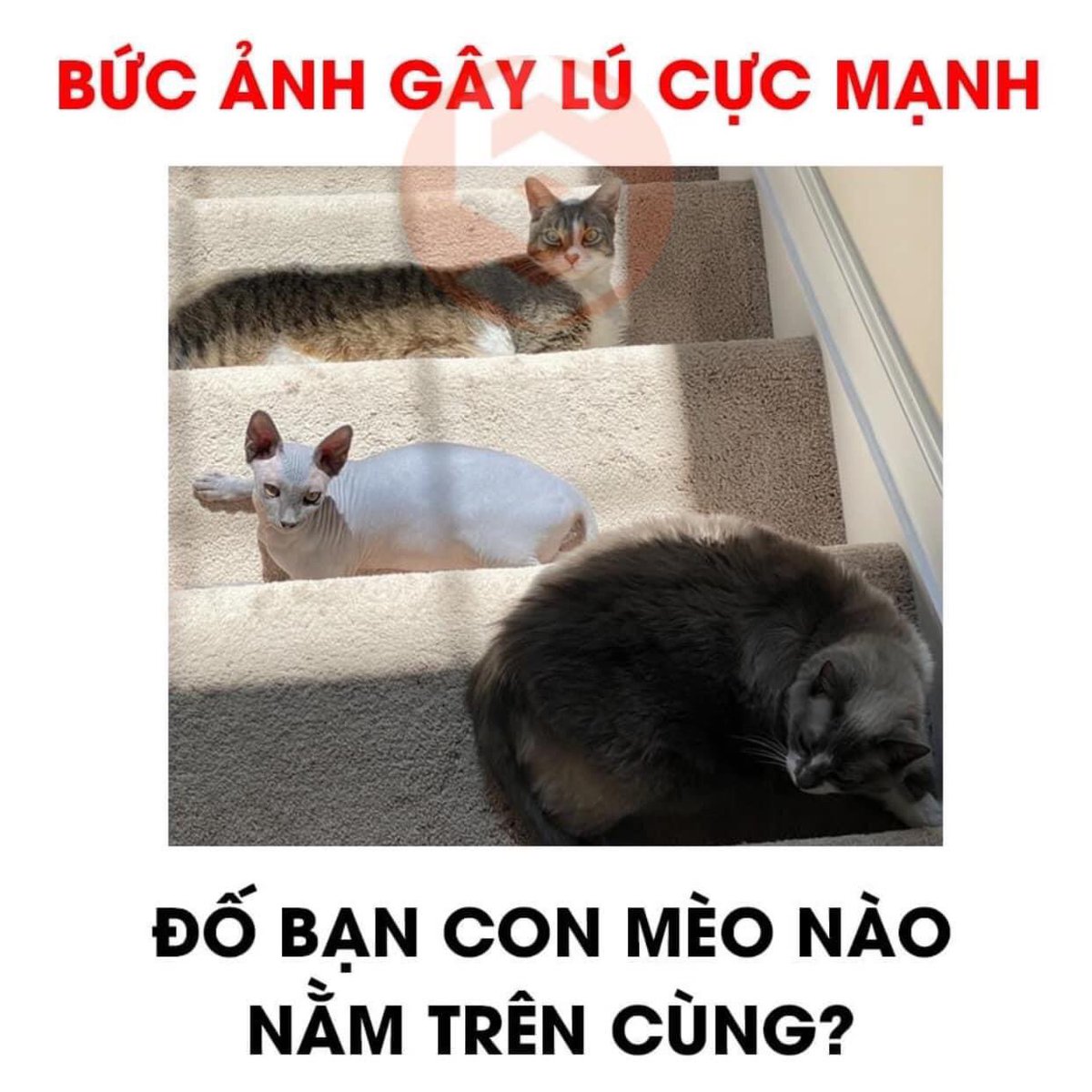 Gia Lộc (@gialoc1989) on Twitter photo 