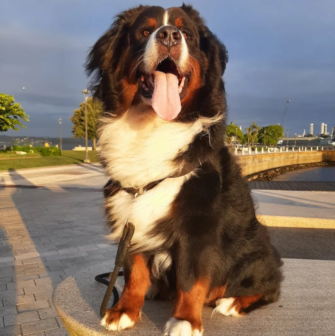 BernerLeo's tweet photo. Mi Leiño nos ha dejado esta madrugada, justo el día que cumplía 10 años y medio. Lo echaremos de menos. 
I am very saddened to inform that Leo has crossed the rainbow bridge. He will be very much missed. https://t.co/p8SOz46aTz