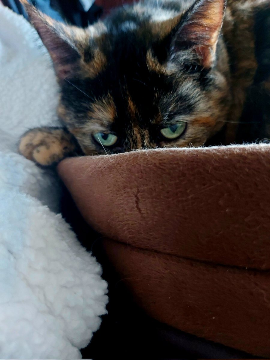 Merry Christmas <a href="/LouDPhillips/">Lou Diamond Phillips</a> and <a href="/YMPhillips/">Yvonne Phillips</a> from Stevie, who is plotting to take over the world 🌎