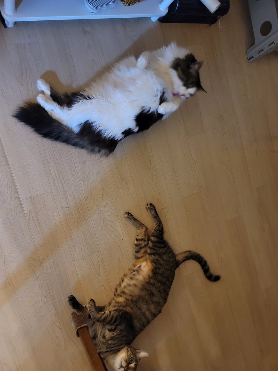 まあまあ普通の猫の写真かな