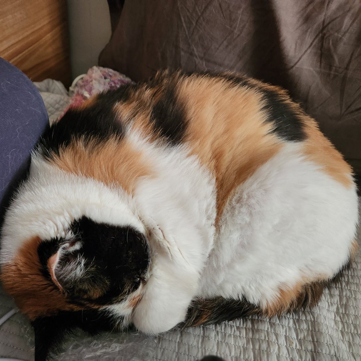 kune259's tweet photo. まあまあ普通の猫の写真かな https://t.co/EXGPfz7Fq8