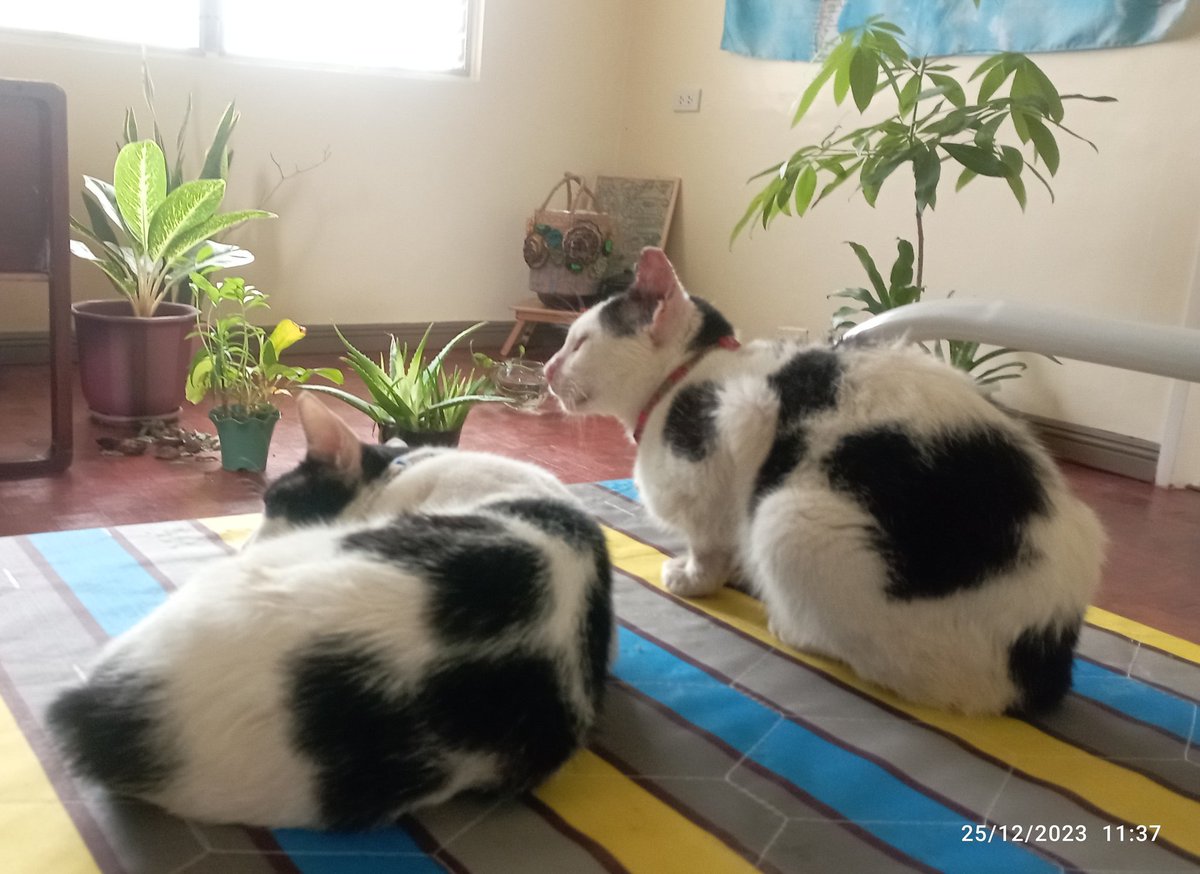 ArchiMichelleT's tweet photo. @Herbie_The_Cat Meowrry christmas, Herbie and family! Love, Panda Piglet and Peebee Piglet https://t.co/fUEZR2dG2w