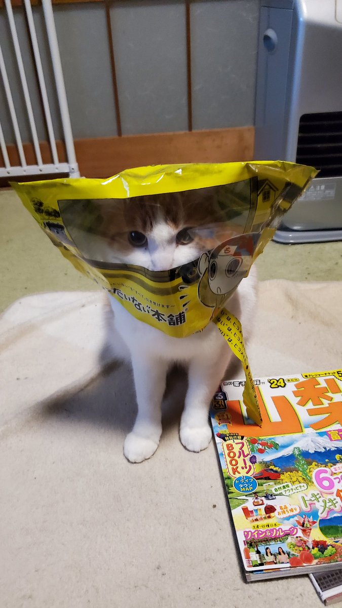 こんにちは～

年内の配信は今日で終了予定です
18時くらいから21時くらいにDBDを予定しています。
もしよかったら来てくださいね～