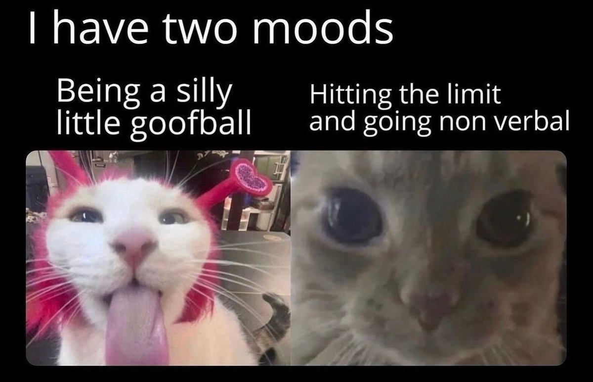 PostsOfCats's tweet photo. https://t.co/wkJHrv2xfE