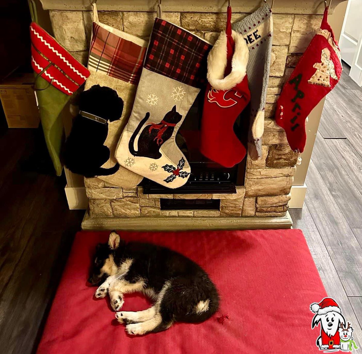 Sirena tried so hard to stay awake for Santa Paws🎅🏼 but just couldn’t do it! 😴 We know what she’s dreaming about. Toys, a bone, yummy food, and most of all a family to call her own. #DreamBig #AARCS