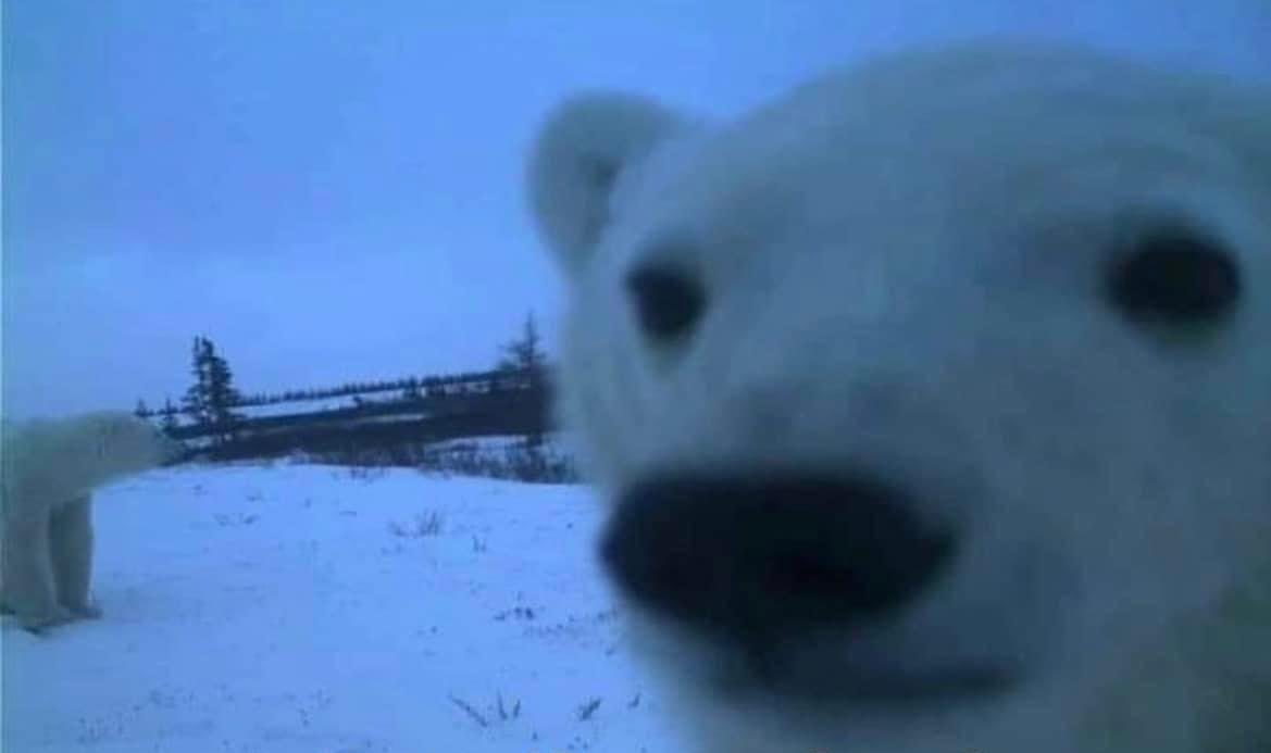 Artwei 🏳 tweet media