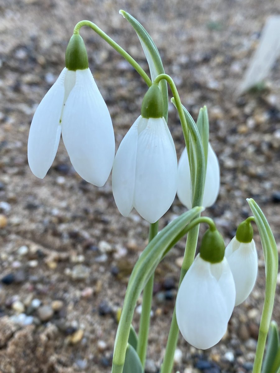 🎶🎶 Norwell, Norwell, 🎶🎶 Happpy Christmas everyone, we hope you have some lovely days. Galanthus imperati Ginns form is incredibly strongly scented and grows well on our damper #sandbed