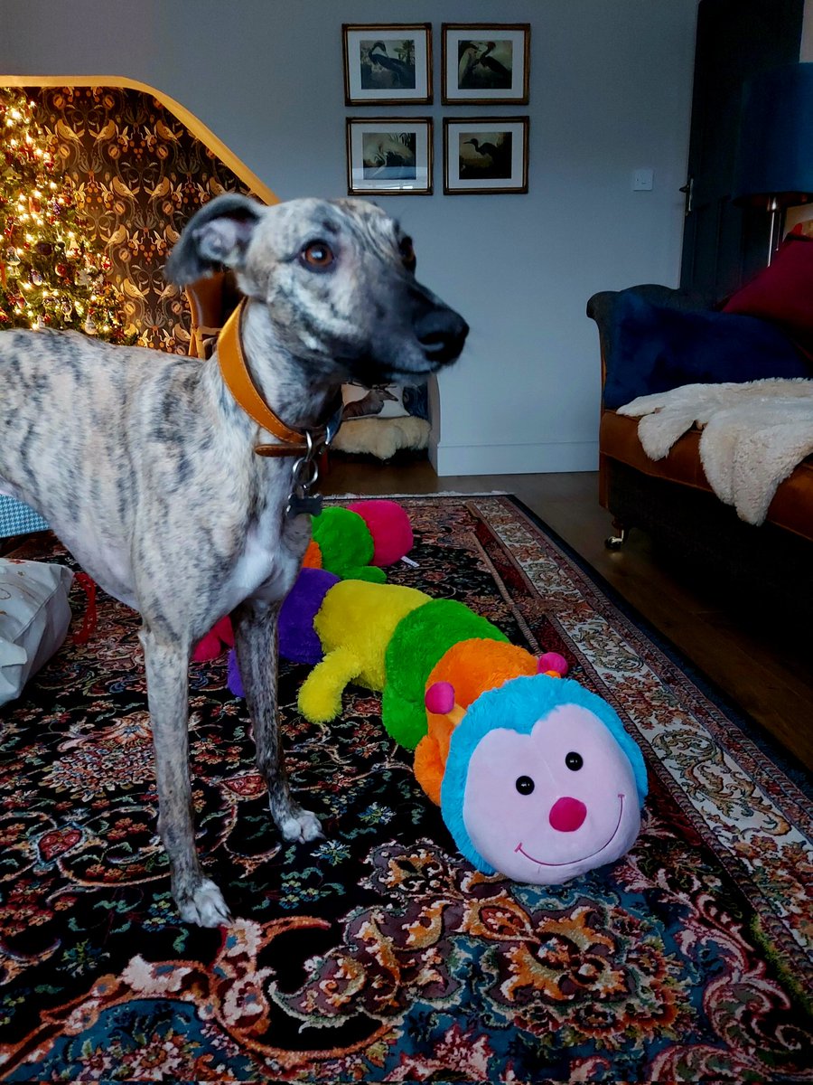 Happy Christmas frens.  Look wot Santypaws left for me.  Gonna fight it later 😤