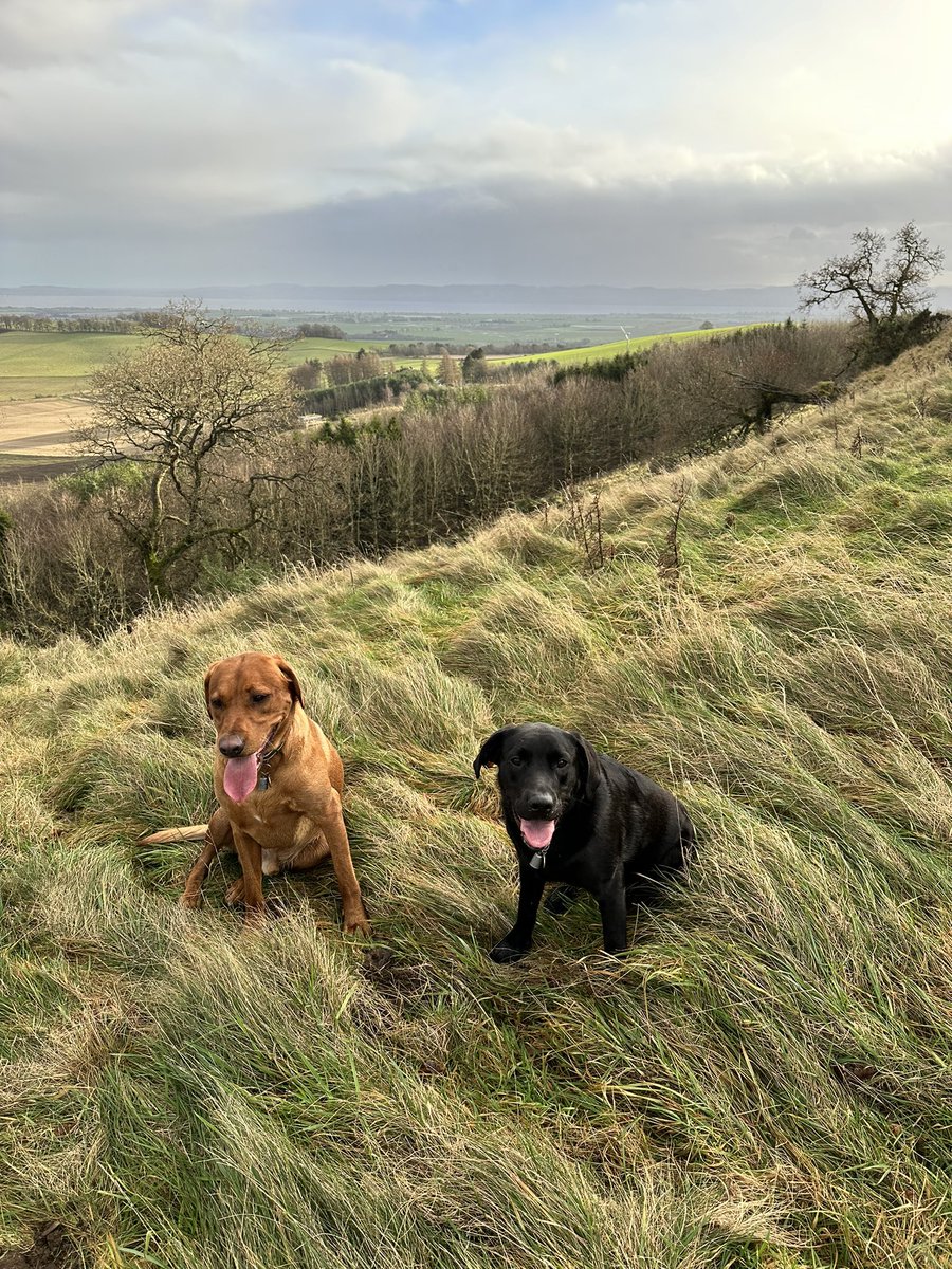 Happy Christmas from Scotland. ❤️🐾🐾. Wishing you all a pleasant day #joinin