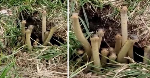 Turnerc08734742's tweet photo. Dozens of snakes crawled out of the 'house', even crowded together in front of the cave entrance to watch. https://t.co/tdkKHIGBaA