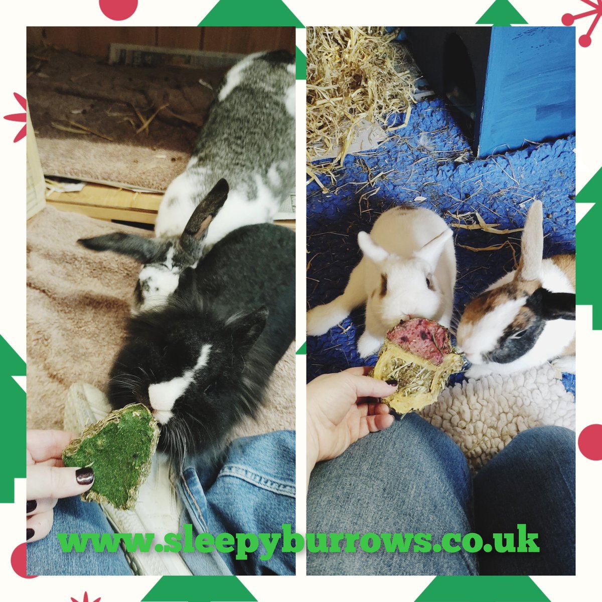 sleepy_burrows's tweet photo. Merry Christmas Everybun Wishing you all a lovely day and Peaceful healthy New year from all of us at Sleepy Burrows - Small Pet Boarding 

Santa hasn't forgotten our Boarders 🥰🎄🎁🎁🐰🐰 Extra treats and nose rubs given to all 
#Rabbitboarding #Rabbits #Guineapigs #petsitter https://t.co/gesBkH2CeY