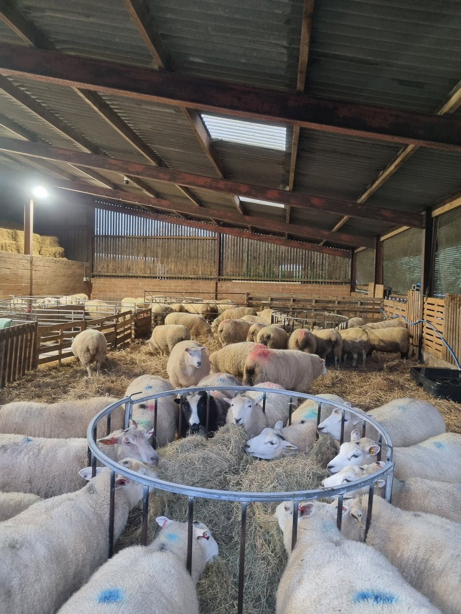 oaktreefarmest1's tweet photo. Merry Christmas, everyone from Oak Tree Farm https://t.co/Y2JgMoTCfC