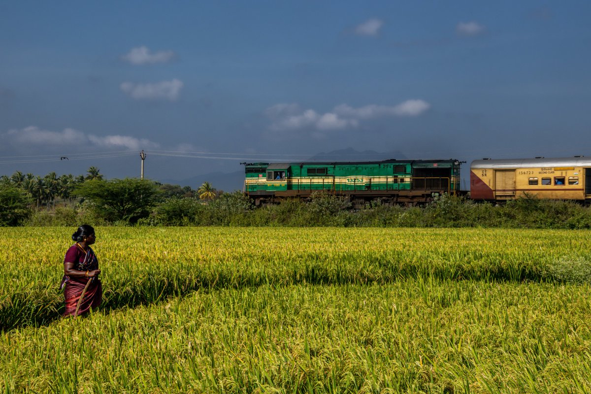 GMSRailway's tweet image. In the fields of admiration! 

A woman farmer pauses as the mighty GOC WDG3A 13263 commands the rails, hauling the 06504 #Madurai-#Sengottai Express through #Kadayanallur. 🚂🌾

 PC: Vishal Shenoy 

#SouthernRailway