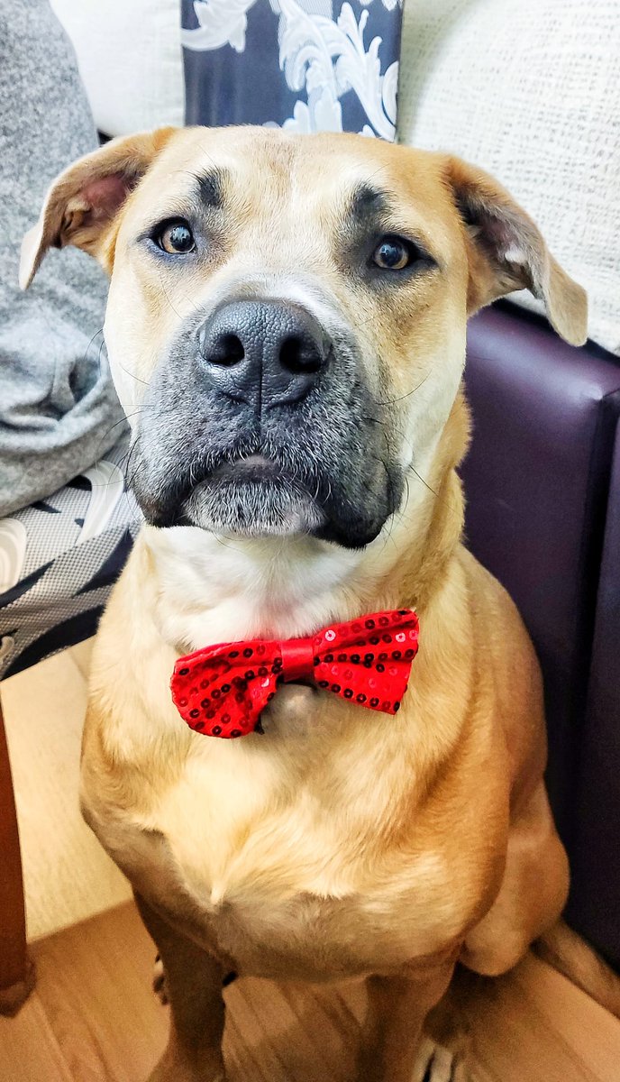 vs_ley's tweet photo. Feliz día de Navidad, familia.

Nuestro deseo: que la discriminación legal de nuestros perros alcance su fin en 2024. Veinticuatro años de crimen. Veinticuatro años de miedo con el que acabaremos todos unidos.

#NoalaLeyPPP
#NiUnPasoAtrás 
#FamiliaVSLEYPPP 
#UnPolicíaVSLEYPPP https://t.co/rPcrkGURRU