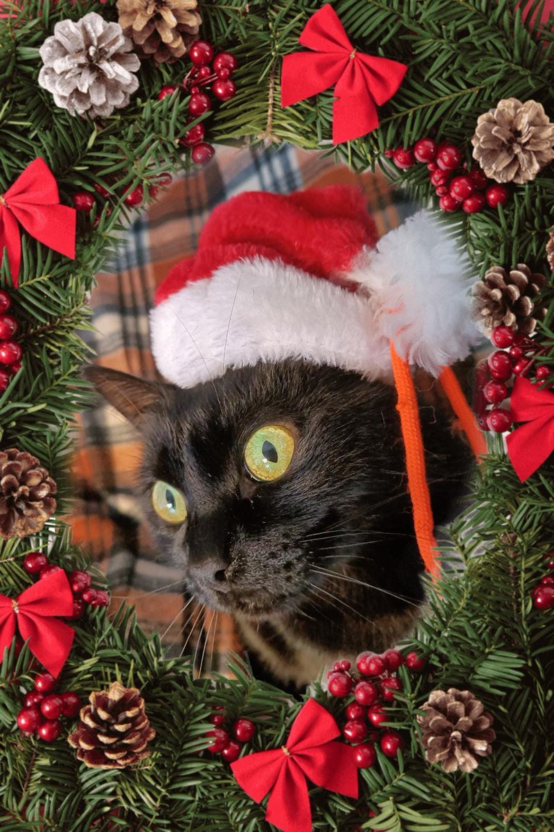 gats_protectora's tweet photo. El Petitó us desitja un bon Nadal!
#gats #gatos #cats #protectora #protectoradegats #amicsiprotectorsdelsgats #Nadal #Navidad #chrustmas #felicitacionsdenadal #nadaligats #petitó https://t.co/wE066ED7Pj
