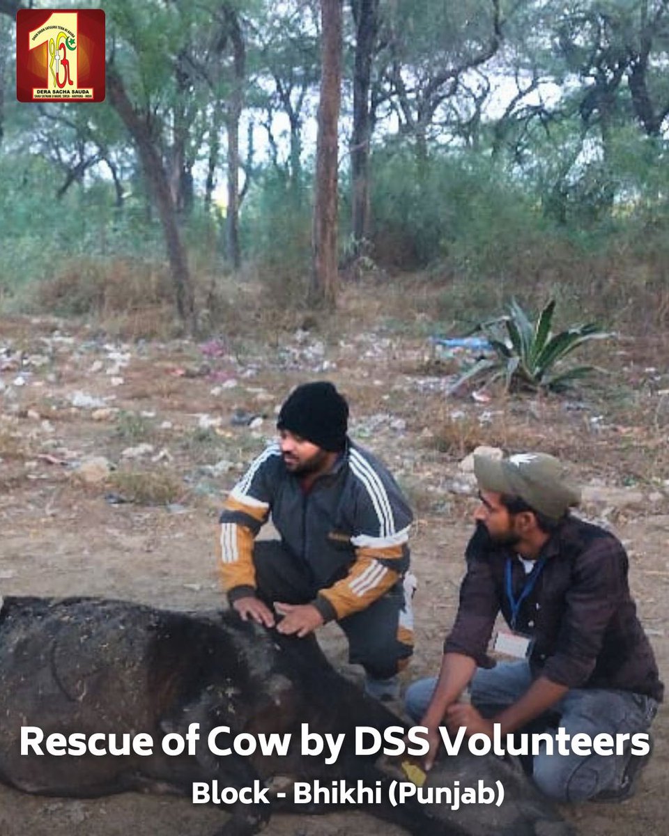Kudos to the Dera Sacha Sauda Volunteers in Bhikhi, Punjab for their quick response and tender care in rescuing an injured cow. Their compassion and commitment to animal welfare are truly remarkable. #AnimalCare #MissionHumanity #DeraSachaSauda
