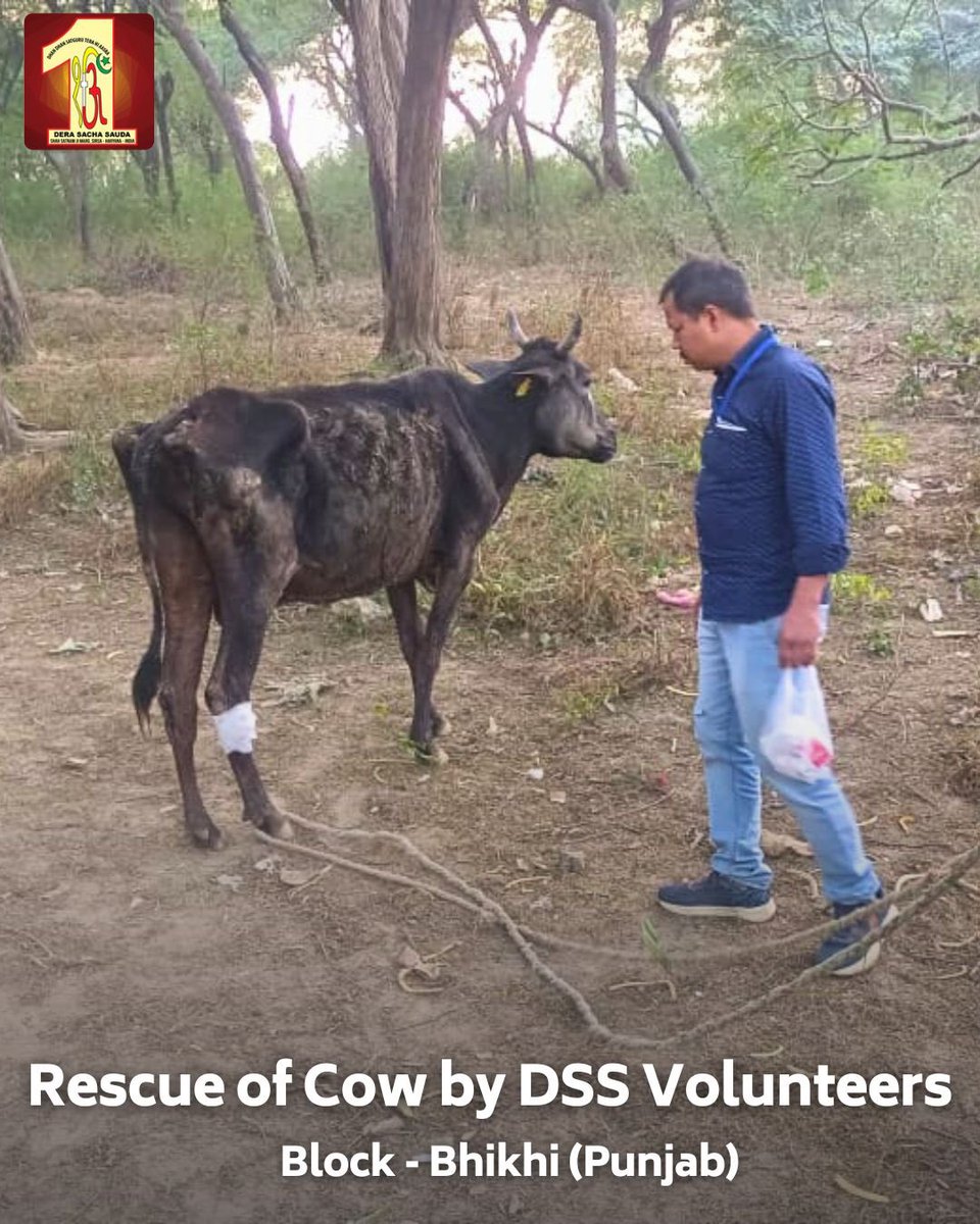 DSSNewsUpdates's tweet photo. Kudos to the Dera Sacha Sauda Volunteers in Bhikhi, Punjab for their quick response and tender care in rescuing an injured cow. Their compassion and commitment to animal welfare are truly remarkable. #AnimalCare #MissionHumanity #DeraSachaSauda https://t.co/TXsH8aYYvP
