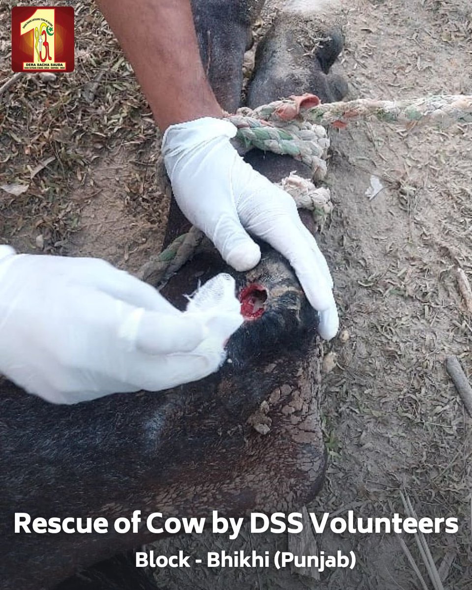 DSSNewsUpdates's tweet photo. Kudos to the Dera Sacha Sauda Volunteers in Bhikhi, Punjab for their quick response and tender care in rescuing an injured cow. Their compassion and commitment to animal welfare are truly remarkable. #AnimalCare #MissionHumanity #DeraSachaSauda https://t.co/TXsH8aYYvP