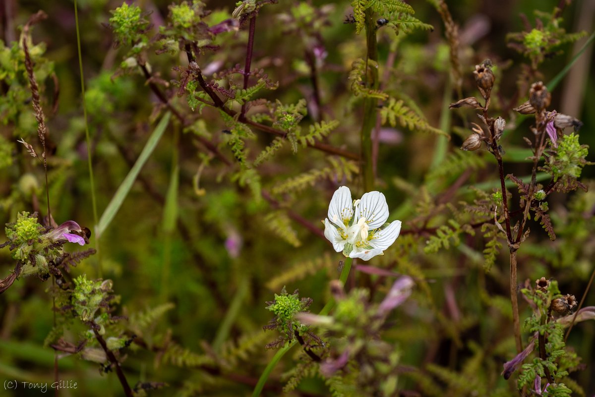 Merry Christmas to all our followers, supporters, and volunteers!
[archive photo: Grass-of-Parnassus (Parnassia palustris) growing through Marsh Lousewort (Pedicularis palustris). Two of our rarer plants...]
#OxfordshireFens