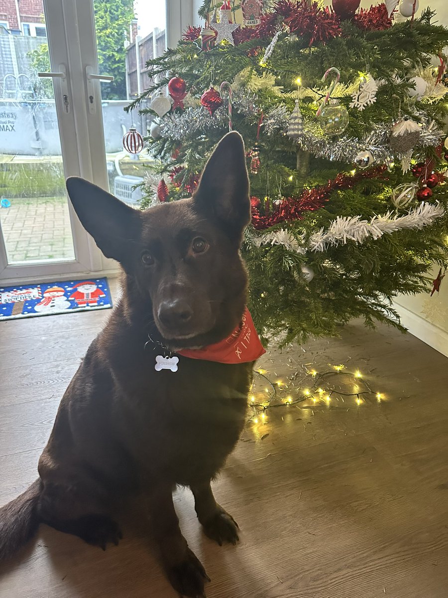 Rebecca Harper-Whitlam tweet media