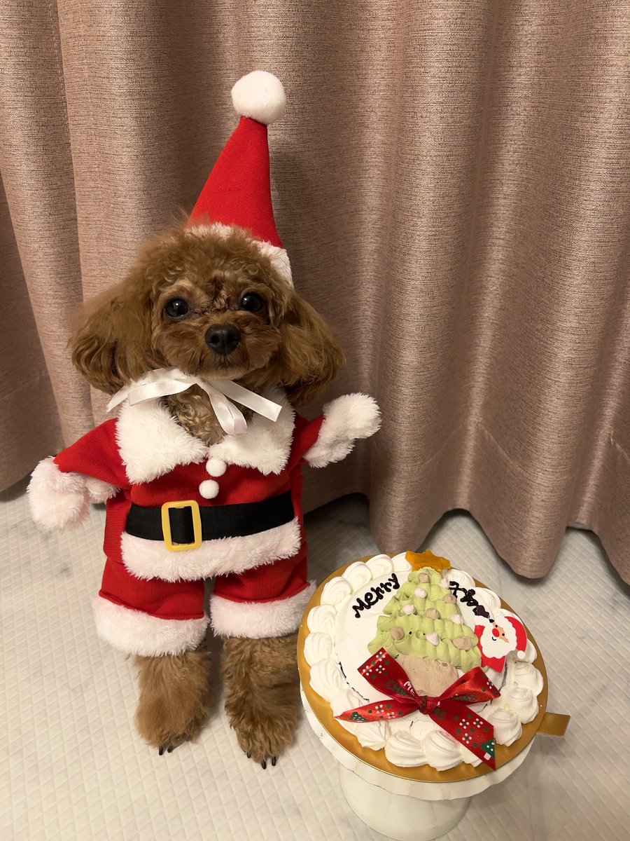 ぷいちょこ🧸🍫 tweet media