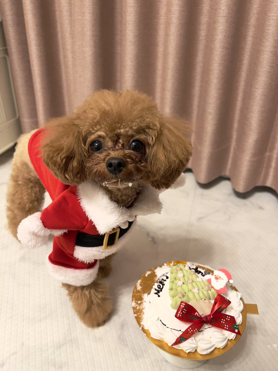 ぷいちょこ🧸🍫 tweet media