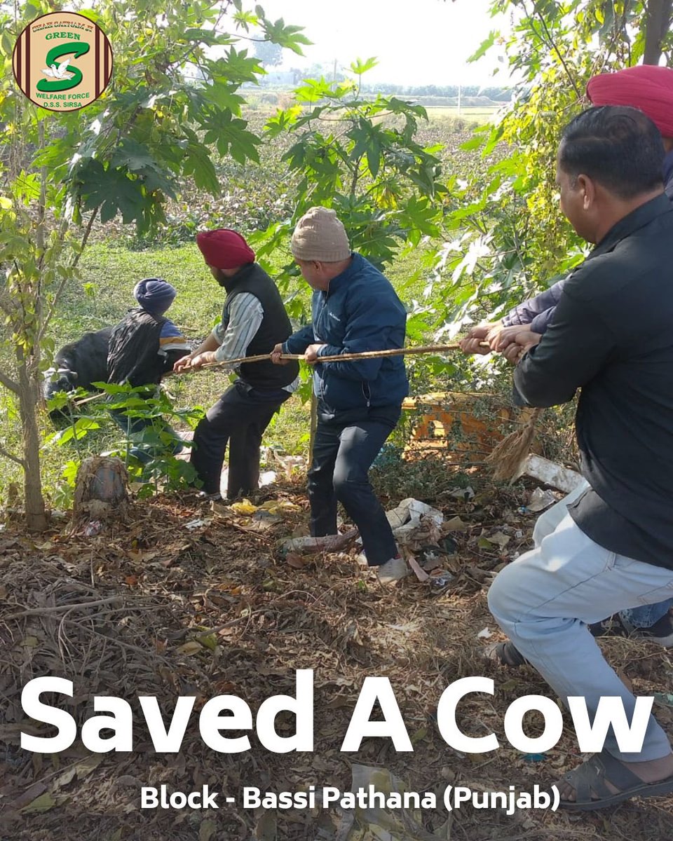 GreenSwelfares's tweet photo. Teamwork makes the dream work! In Bassi Pathana, Punjab, Shah Satnam Ji Green 'S' Welfare Force Wing dedicated volunteers unite to save a cow in distress. Their efforts remind us that every life is valuable. #AnimalWelfare #AnimalRescue #DeraSachaSauda https://t.co/JigiwJfD1K