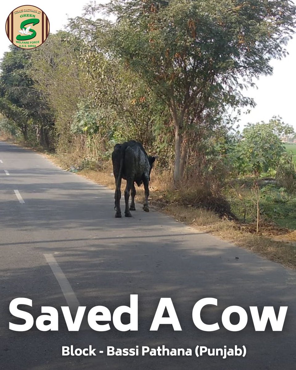 GreenSwelfares's tweet photo. Teamwork makes the dream work! In Bassi Pathana, Punjab, Shah Satnam Ji Green 'S' Welfare Force Wing dedicated volunteers unite to save a cow in distress. Their efforts remind us that every life is valuable. #AnimalWelfare #AnimalRescue #DeraSachaSauda https://t.co/JigiwJfD1K