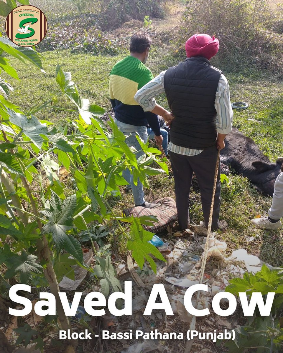 Teamwork makes the dream work! In Bassi Pathana, Punjab, Shah Satnam Ji Green 'S' Welfare Force Wing dedicated volunteers unite to save a cow in distress. Their efforts remind us that every life is valuable. #AnimalWelfare #AnimalRescue #DeraSachaSauda