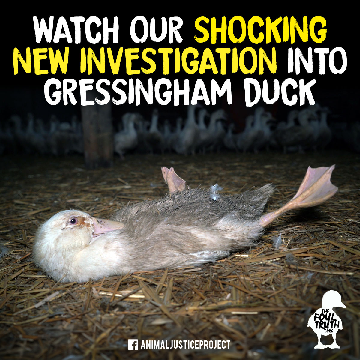 ajpReact's tweet photo. Watch our shocking new investigation into Gressingham Foods, one of the UK’s leading duck producers, & Keyo, the largest 'poultry' handling firm in the UK.
See the horrific abuse that ducks endured: https://t.co/1wnij6aZiy
#TheFoulTruth #GressinghamDuck #Keyo #GressinghamFoods https://t.co/1h0sRXhjt0