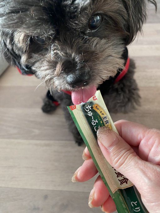 今日はレオの11歳のお誕生日🥳 ケーキが間に合わなかったのでいただいてたちゅーるをあげたらめっちゃ食いついた😊🤣 https://t.co/4Vkagp7t0F<a href="/tag/%E3%82%8F%E3%82%93%E3%82%8F%E3%82%93%E3%82%8F%E3%82%93%E3%81%AE%E6%97%A5"class="tags"><span>#わんわんわんの日</span></a>