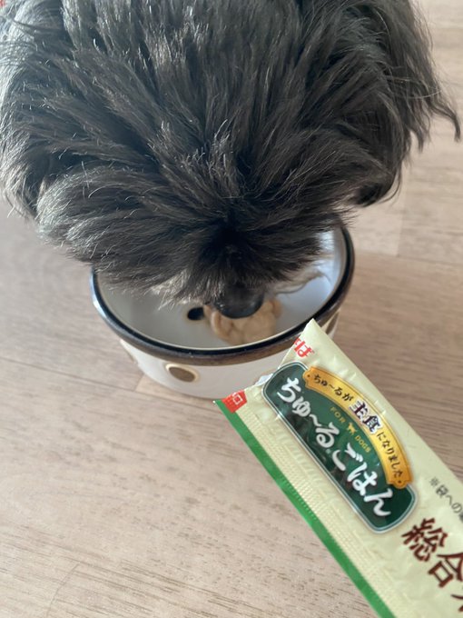 今日はレオの11歳のお誕生日🥳 ケーキが間に合わなかったのでいただいてたちゅーるをあげたらめっちゃ食いついた😊🤣 https://t.co/4Vkagp7t0F<a href="/tag/%E3%82%8F%E3%82%93%E3%82%8F%E3%82%93%E3%82%8F%E3%82%93%E3%81%AE%E6%97%A5"class="tags"><span>#わんわんわんの日</span></a>