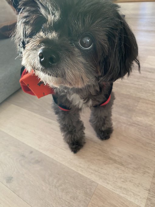 今日はレオの11歳のお誕生日🥳 ケーキが間に合わなかったのでいただいてたちゅーるをあげたらめっちゃ食いついた😊🤣 https://t.co/4Vkagp7t0F<a href="/tag/%E3%82%8F%E3%82%93%E3%82%8F%E3%82%93%E3%82%8F%E3%82%93%E3%81%AE%E6%97%A5"class="tags"><span>#わんわんわんの日</span></a>