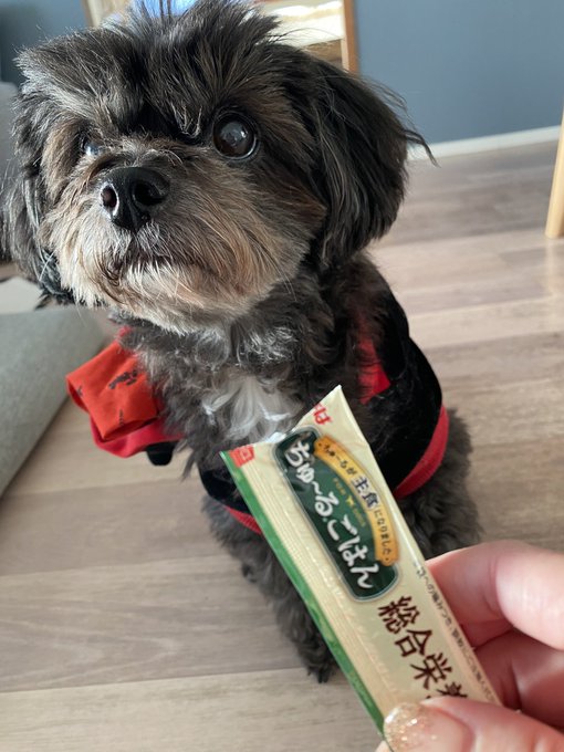 今日はレオの11歳のお誕生日🥳 ケーキが間に合わなかったのでいただいてたちゅーるをあげたらめっちゃ食いついた😊🤣 https://t.co/4Vkagp7t0F<a href="/tag/%E3%82%8F%E3%82%93%E3%82%8F%E3%82%93%E3%82%8F%E3%82%93%E3%81%AE%E6%97%A5"class="tags"><span>#わんわんわんの日</span></a>