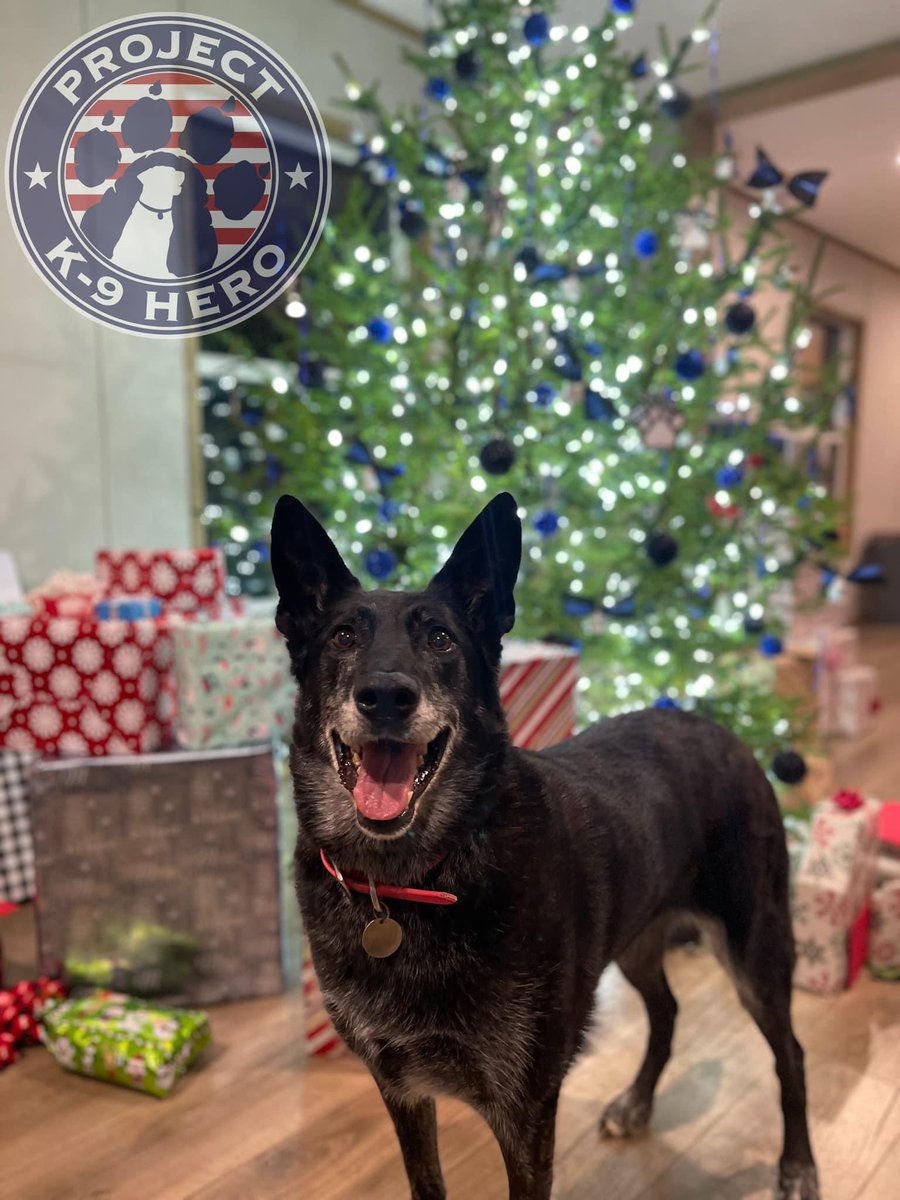 On behalf of the entire pack at Project K-9 Hero and K-9 Yoube, we wish you a Merry Christmas from our home in Tennessee to yours! - #JJK9 PROJECTK9HERO.ORG