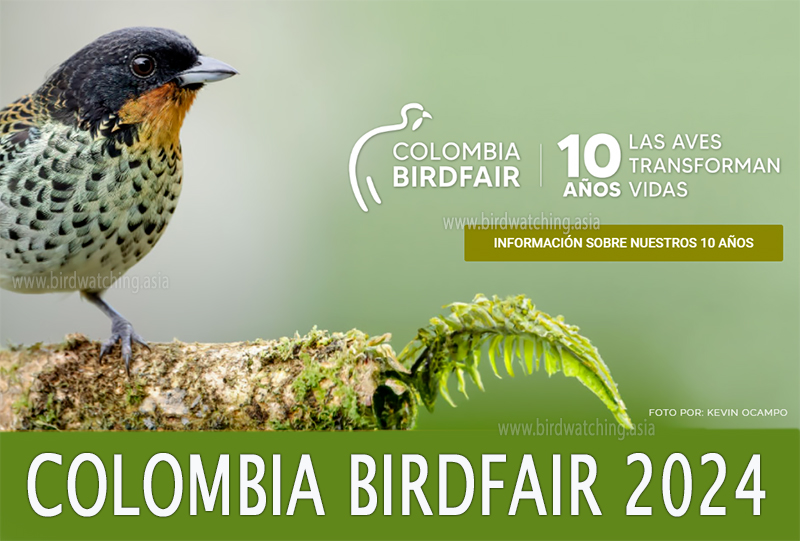 Colombia Birdfair 2024 - bit.ly/3GUIyaX #ColombiaBirdfair #ColombiaBirdfair2024 #colombia #birdwatching #birdfair #birding #colombiabirdwatching #colombiabirds