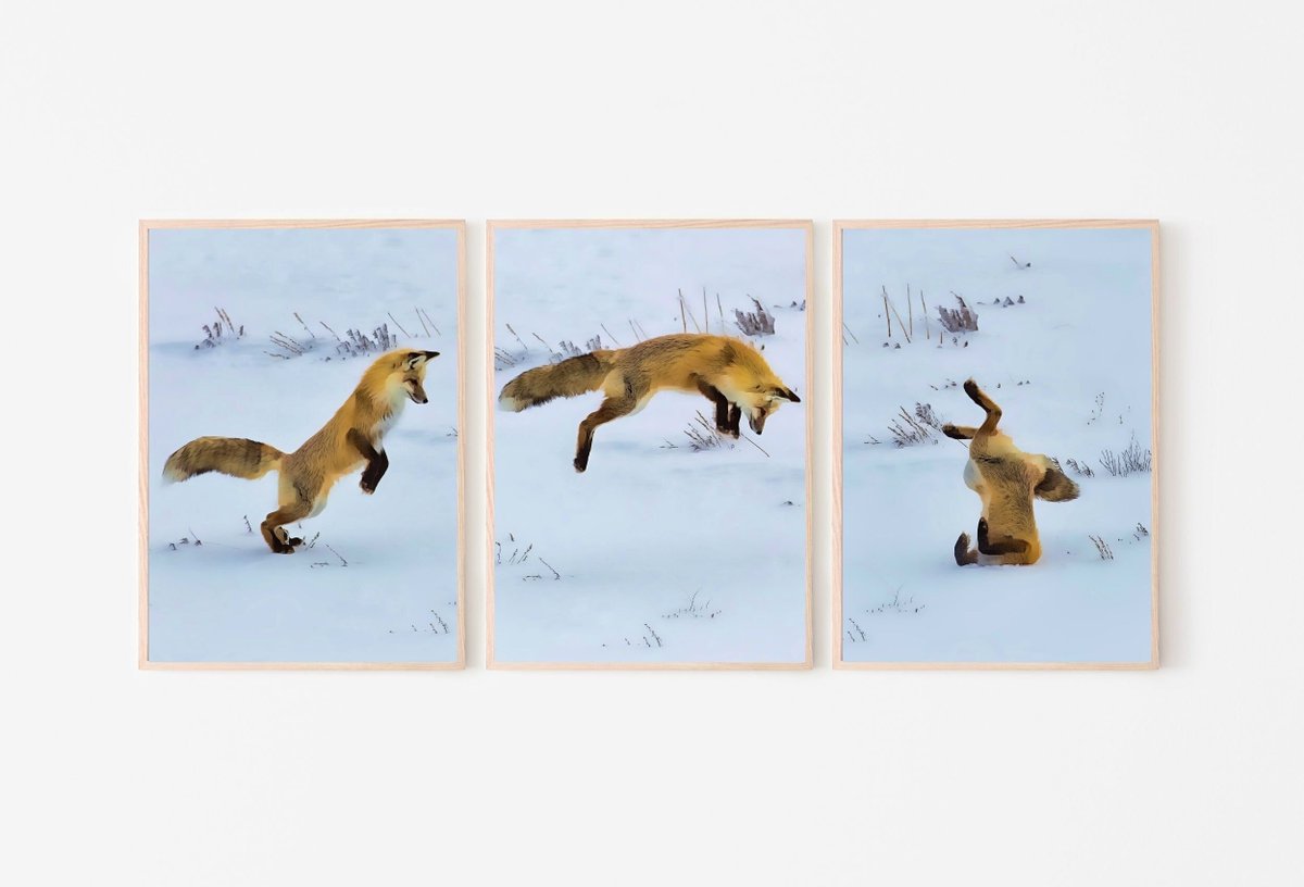 Red Fox Hunting in Snow Set of 3 Prints #SetofThreePrints