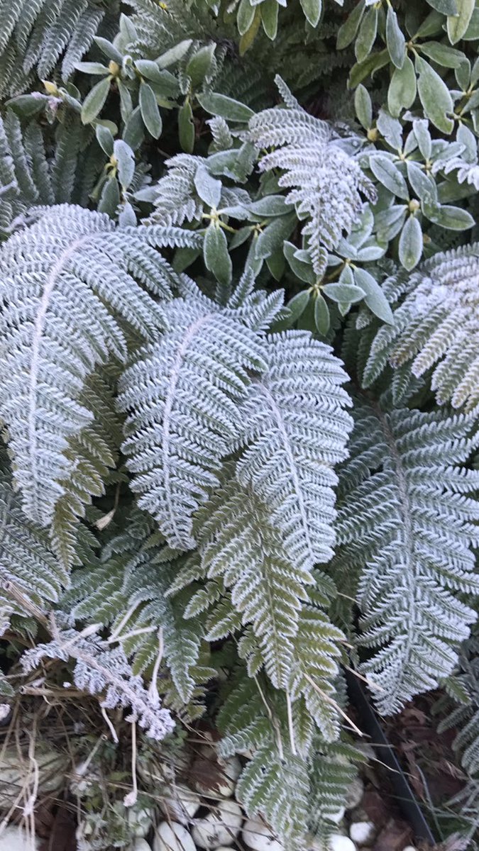 Morning 🍂…. Merry Xmas everybody… It’s the big one…. Christmas Day 🎄🎁 🍷… Embrace, enjoy and have an absolute blinder…. HAPPY DAYS!!! #GardeningX #ChristmasDay #MerryXmas #MyGarden #Ferns