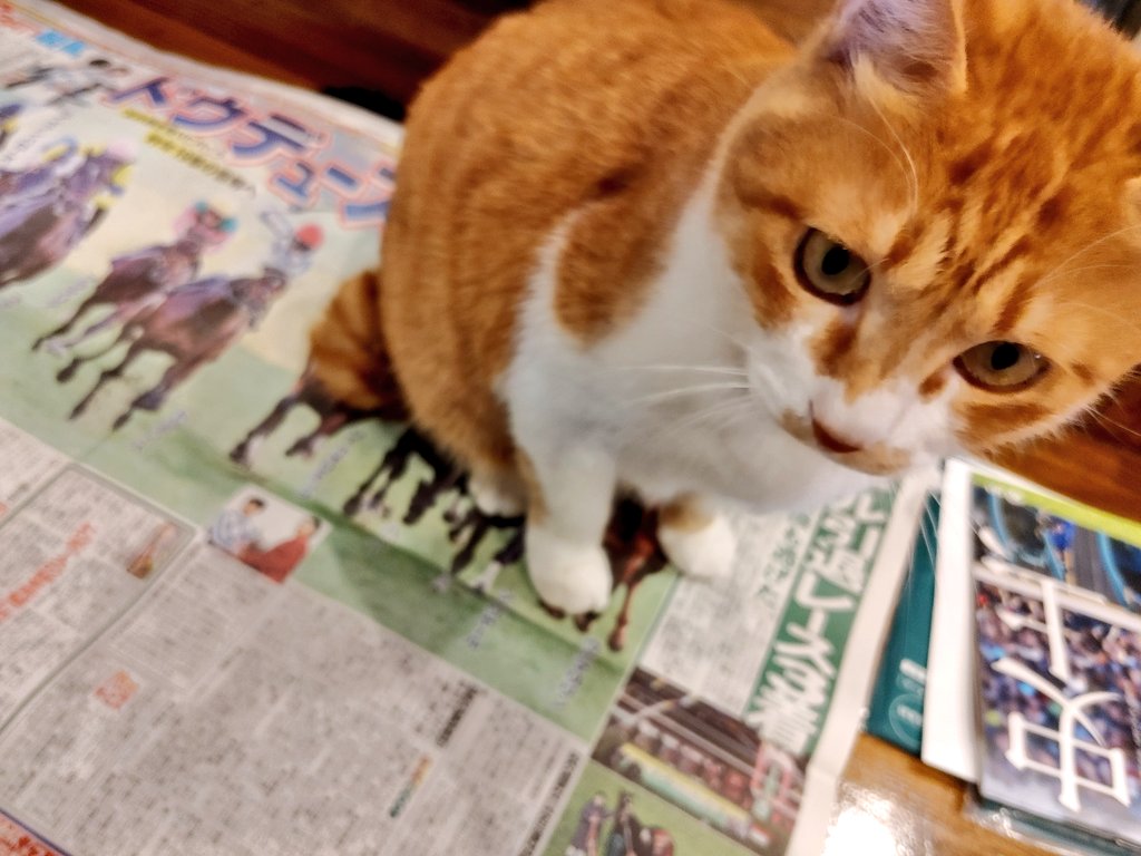 minamon0203's tweet photo. 新聞読みたいのに猫さんって絶対邪魔しにくるよね🐈
あ、JRAカレンダー今日届きました！クリスマスプレゼントや🎅🏻✨ https://t.co/BweTloTIzE