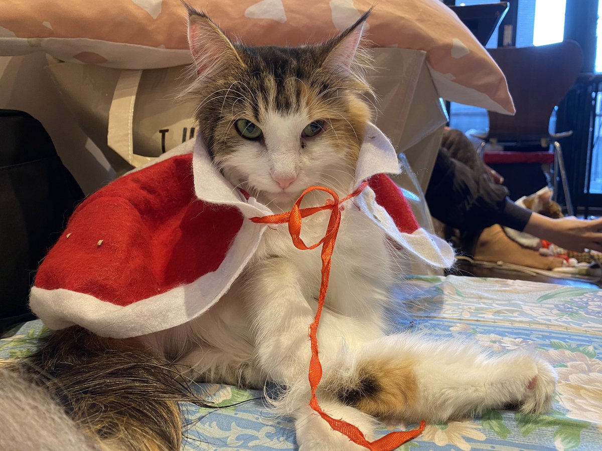 「クリスマスな #猫様と添い寝する会 まったりのんびり最高なクリスマスです  #宿」|谷中 宿木カフェ&レストランのイラスト